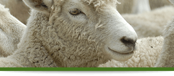 Lamb face